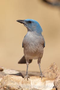 Mexican jay, Aphelocoma ultramarina, Madera Canyon Recreation Area, Green Valley, Arizona