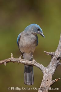 Mexican jay, Aphelocoma ultramarina, Madera Canyon Recreation Area, Green Valley, Arizona