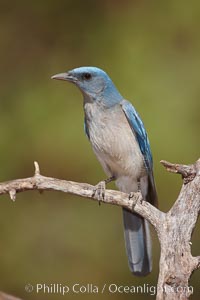 Mexican jay.