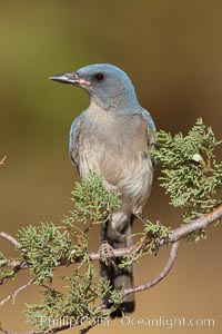 Mexican jay, Aphelocoma ultramarina, Madera Canyon Recreation Area, Green Valley, Arizona