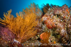 Reef with gorgonians and marine invertebrates, Sea of Cortez, Baja California, Mexico