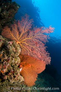 Reef with gorgonians and marine invertebrates, Sea of Cortez, Baja California, Mexico.