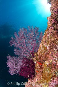 Reef with gorgonians and marine invertebrates, Sea of Cortez, Baja California, Mexico