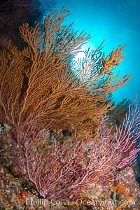 Reef with gorgonians and marine invertebrates, Sea of Cortez, Baja California, Mexico