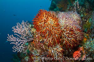 Reef with gorgonians and marine invertebrates, Sea of Cortez, Baja California, Mexico