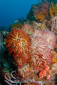 Reef with gorgonians and marine invertebrates, Sea of Cortez, Baja California, Mexico