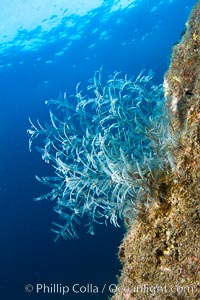 Reef with gorgonians and marine invertebrates, Sea of Cortez, Baja California, Mexico.