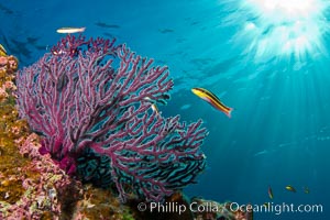 Reef with gorgonians and marine invertebrates, Sea of Cortez, Baja California, Mexico