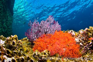 Reef with gorgonians and marine invertebrates, Sea of Cortez, Baja California, Mexico