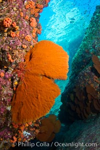 Reef with gorgonians and marine invertebrates, Sea of Cortez, Baja California, Mexico