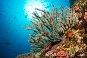 Reef with gorgonians and marine invertebrates, Sea of Cortez, Baja California, Mexico