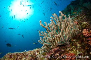 Reef with gorgonians and marine invertebrates, Sea of Cortez, Baja California, Mexico