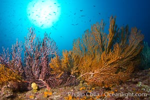 Reef with gorgonians and marine invertebrates, Sea of Cortez, Baja California, Mexico