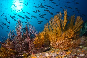 Reef with gorgonians and marine invertebrates, Sea of Cortez, Baja California, Mexico