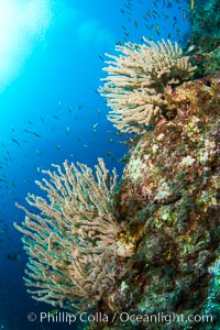 Reef with gorgonians and marine invertebrates, Sea of Cortez, Baja California, Mexico