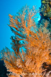 Reef with gorgonians and marine invertebrates, Sea of Cortez, Baja California, Mexico