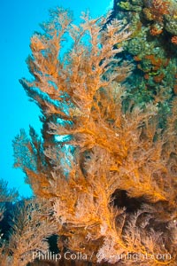 Reef with gorgonians and marine invertebrates, Sea of Cortez, Baja California, Mexico