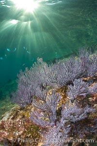 Reef with gorgonians and marine invertebrates, Sea of Cortez, Baja California, Mexico