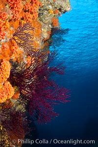 Reef with gorgonians and marine invertebrates, Sea of Cortez, Baja California, Mexico