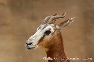 Mhorrs gazelle, Gazella dama mhorr