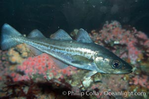 Pacific tomcod, Microgadus proximus