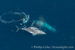 Gray whales traveling south to Mexico during their winter migration.  The annual migration of the California gray whale is the longest known migration of any mammal, 10,000 to 12,000 miles from the Bering Sea to Baja California, Eschrichtius robustus, Coronado Islands (Islas Coronado)