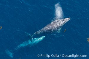 Gray whales traveling south to Mexico during their winter migration.  The annual migration of the California gray whale is the longest known migration of any mammal, 10,000 to 12,000 miles from the Bering Sea to Baja California.