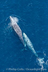 Gray whales traveling south to Mexico during their winter migration.  The annual migration of the California gray whale is the longest known migration of any mammal, 10,000 to 12,000 miles from the Bering Sea to Baja California, Eschrichtius robustus, Coronado Islands (Islas Coronado)