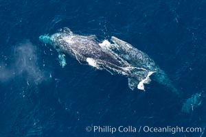 Gray whales traveling south to Mexico during their winter migration.  The annual migration of the California gray whale is the longest known migration of any mammal, 10,000 to 12,000 miles from the Bering Sea to Baja California, Eschrichtius robustus, Coronado Islands (Islas Coronado)