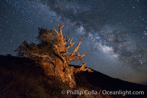 Stars and the Milky Way rise above ancient bristlecone pine trees, in the White Mountains at an elevation of 10,000' above sea level.  These are some of the oldest trees in the world, reaching 4000 years in age, Pinus longaeva, Ancient Bristlecone Pine Forest, White Mountains, Inyo National Forest