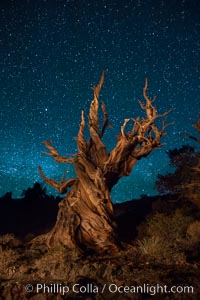 Stars and the Milky Way rise above ancient bristlecone pine trees, in the White Mountains at an elevation of 10,000' above sea level.  These are some of the oldest trees in the world, reaching 4000 years in age, Pinus longaeva, Ancient Bristlecone Pine Forest, White Mountains, Inyo National Forest