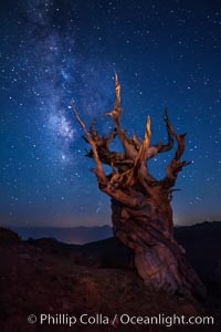 Stars and the Milky Way rise above ancient bristlecone pine trees, in the White Mountains at an elevation of 10,000' above sea level.  These are some of the oldest trees in the world, reaching 4000 years in age, Pinus longaeva, Ancient Bristlecone Pine Forest, White Mountains, Inyo National Forest