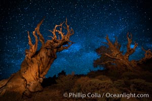 Stars and the Milky Way rise above ancient bristlecone pine trees, in the White Mountains at an elevation of 10,000' above sea level.  These are some of the oldest trees in the world, reaching 4000 years in age, Pinus longaeva, Ancient Bristlecone Pine Forest, White Mountains, Inyo National Forest