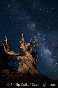 Stars and the Milky Way rise above ancient bristlecone pine trees, in the White Mountains at an elevation of 10,000' above sea level.  These are some of the oldest trees in the world, reaching 4000 years in age.