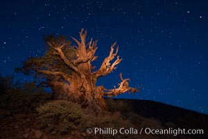 Stars and the Milky Way rise above ancient bristlecone pine trees, in the White Mountains at an elevation of 10,000' above sea level.  These are some of the oldest trees in the world, reaching 4000 years in age, Pinus longaeva, Ancient Bristlecone Pine Forest, White Mountains, Inyo National Forest