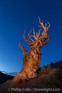 Stars and the Milky Way rise above ancient bristlecone pine trees, in the White Mountains at an elevation of 10,000' above sea level.  These are some of the oldest trees in the world, reaching 4000 years in age, Pinus longaeva, Ancient Bristlecone Pine Forest, White Mountains, Inyo National Forest