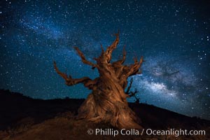 Stars and the Milky Way rise above ancient bristlecone pine trees, in the White Mountains at an elevation of 10,000' above sea level.  These are some of the oldest trees in the world, reaching 4000 years in age, Pinus longaeva, Ancient Bristlecone Pine Forest, White Mountains, Inyo National Forest