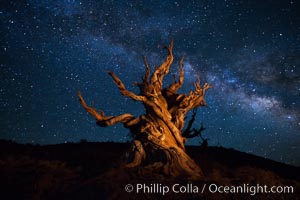 Stars and the Milky Way rise above ancient bristlecone pine trees, in the White Mountains at an elevation of 10,000' above sea level.  These are some of the oldest trees in the world, reaching 4000 years in age.