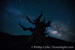 Stars and the Milky Way rise above ancient bristlecone pine trees, in the White Mountains at an elevation of 10,000' above sea level.  These are some of the oldest trees in the world, reaching 4000 years in age.