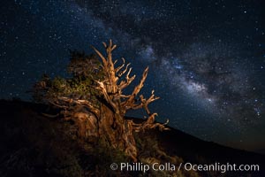 Stars and the Milky Way rise above ancient bristlecone pine trees, in the White Mountains at an elevation of 10,000' above sea level.  These are some of the oldest trees in the world, reaching 4000 years in age, Pinus longaeva, Ancient Bristlecone Pine Forest, White Mountains, Inyo National Forest