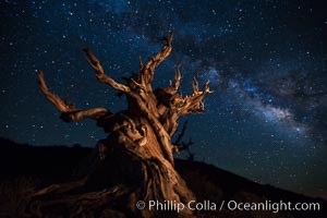 Stars and the Milky Way rise above ancient bristlecone pine trees, in the White Mountains at an elevation of 10,000' above sea level.  These are some of the oldest trees in the world, reaching 4000 years in age, Pinus longaeva, Ancient Bristlecone Pine Forest, White Mountains, Inyo National Forest