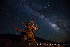 Stars and the Milky Way rise above ancient bristlecone pine trees, in the White Mountains at an elevation of 10,000' above sea level.  These are some of the oldest trees in the world, reaching 4000 years in age, Pinus longaeva, Ancient Bristlecone Pine Forest, White Mountains, Inyo National Forest