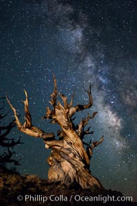 Stars and the Milky Way rise above ancient bristlecone pine trees, in the White Mountains at an elevation of 10,000' above sea level.  These are some of the oldest trees in the world, reaching 4000 years in age, Pinus longaeva, Ancient Bristlecone Pine Forest, White Mountains, Inyo National Forest