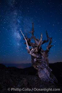 Stars and the Milky Way rise above ancient bristlecone pine trees, in the White Mountains at an elevation of 10,000' above sea level.  These are some of the oldest trees in the world, reaching 4000 years in age, Pinus longaeva, Ancient Bristlecone Pine Forest, White Mountains, Inyo National Forest