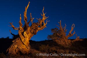 Stars and the Milky Way rise above ancient bristlecone pine trees, in the White Mountains at an elevation of 10,000' above sea level.  These are some of the oldest trees in the world, reaching 4000 years in age, Pinus longaeva, Ancient Bristlecone Pine Forest, White Mountains, Inyo National Forest