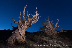 Stars and the Milky Way rise above ancient bristlecone pine trees, in the White Mountains at an elevation of 10,000' above sea level.  These are some of the oldest trees in the world, reaching 4000 years in age, Pinus longaeva, Ancient Bristlecone Pine Forest, White Mountains, Inyo National Forest