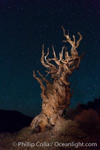 Stars and the Milky Way rise above ancient bristlecone pine trees, in the White Mountains at an elevation of 10,000' above sea level.  These are some of the oldest trees in the world, reaching 4000 years in age, Pinus longaeva, Ancient Bristlecone Pine Forest, White Mountains, Inyo National Forest