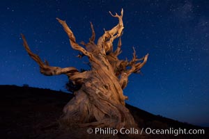 Stars and the Milky Way rise above ancient bristlecone pine trees, in the White Mountains at an elevation of 10,000' above sea level.  These are some of the oldest trees in the world, reaching 4000 years in age, Pinus longaeva, Ancient Bristlecone Pine Forest, White Mountains, Inyo National Forest