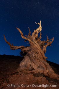 Stars and the Milky Way rise above ancient bristlecone pine trees, in the White Mountains at an elevation of 10,000' above sea level.  These are some of the oldest trees in the world, reaching 4000 years in age, Pinus longaeva, Ancient Bristlecone Pine Forest, White Mountains, Inyo National Forest