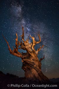 Stars and the Milky Way rise above ancient bristlecone pine trees, in the White Mountains at an elevation of 10,000' above sea level.  These are some of the oldest trees in the world, reaching 4000 years in age, Pinus longaeva, Ancient Bristlecone Pine Forest, White Mountains, Inyo National Forest